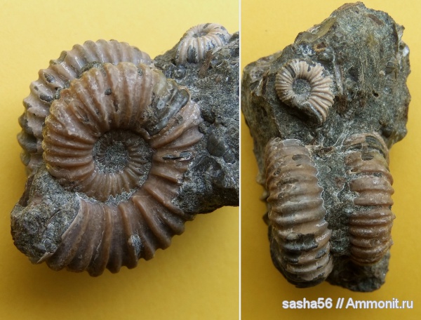аммониты, мел, апт, Ammonites, Colombiceras, Краснодарский край, Aptian, Cretaceous