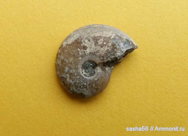 мел, апт, Aconeceras, Краснодарский край, Aptian, Cretaceous