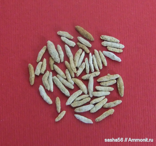 Гжель, фораминиферы, Fusulina