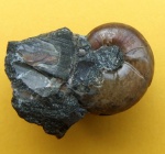 Кальцитовый аммонит