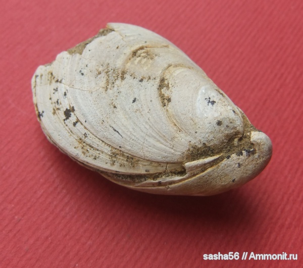 юра, двустворчатые моллюски, Buchia, Buchia russiensis, Jurassic