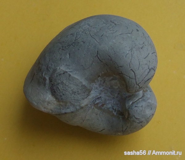 моллюски, двустворчатые моллюски, ?