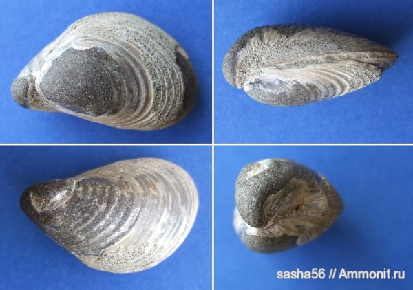 двустворки, Buchia