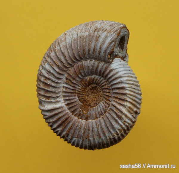 Мадагаскар, Perisphinctes, Гемма