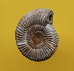 Perisphinctes sp.