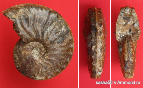 аммониты, мел, Казахстан, Schloenbachia, Ammonites, Cretaceous