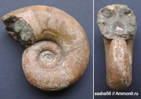 мел, Lytoceras, Lytoceratidae, Cretaceous