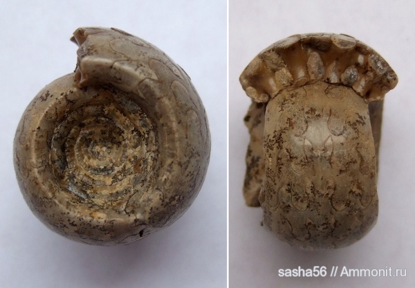 аммониты, пермь, Казахстан, артинский ярус, Ammonites, Metalegoceras, Metalegoceras klimovi, Permian