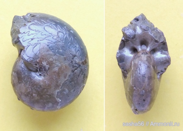 пермь, Казахстан, лопастные линии, Thalassoceras, Thalassoceras gemmellaroi, Permian