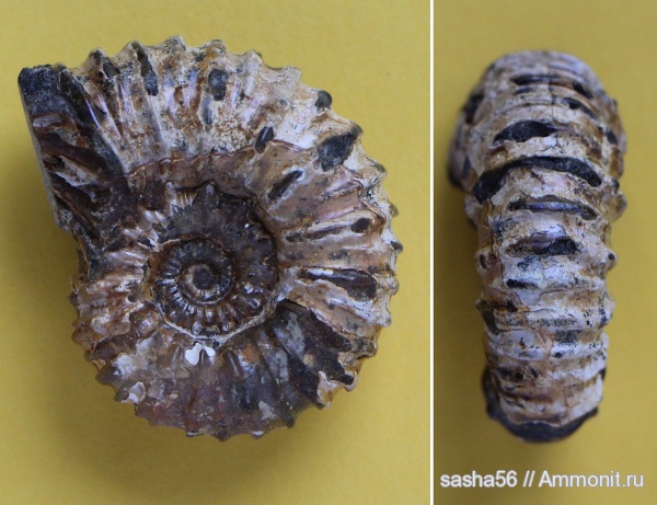 мел, Diadochoceras, Cretaceous