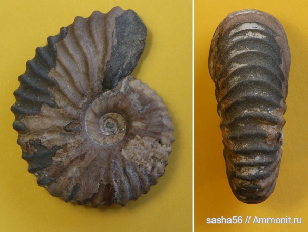 Кавказ. Мел.