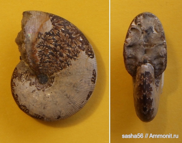 мел, Euphylloceras, лопастные линии, Cretaceous