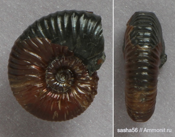 аммониты, мел, Ammonites, Hypacanthoplites, Cretaceous
