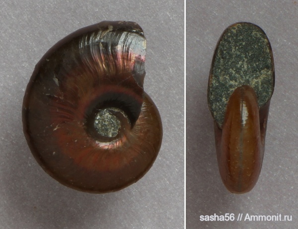 мел, Zuercherella, Desmoceratidae, Cretaceous