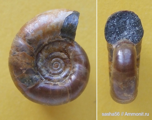 мел, Eogaudryceras, Eogaudryceras umbilicostriatus, Cretaceous