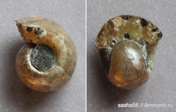 Jaubertella, Кавказ, Lytoceratina, Jauberticeras