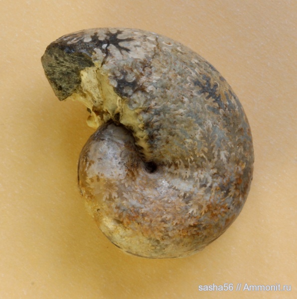 мел, Phyllopachyceras, Cretaceous