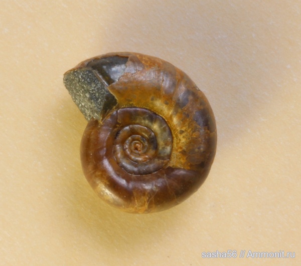 апт, Eogaudryceras, Кавказ, Aptian