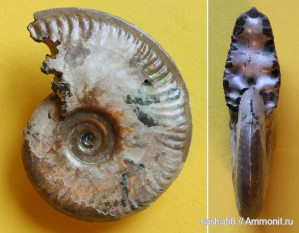 Brightia, келловей, Hecticoceratinae, Callovian, Middle Jurassic