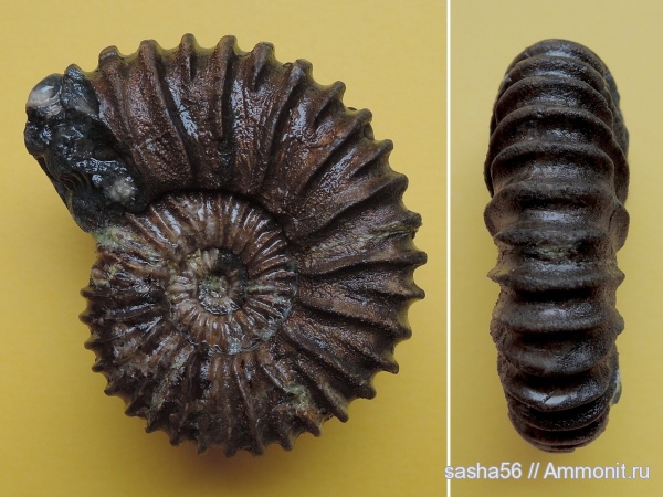 Гемма, Colombiceras