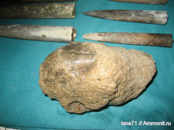 окаменелости, Fossils