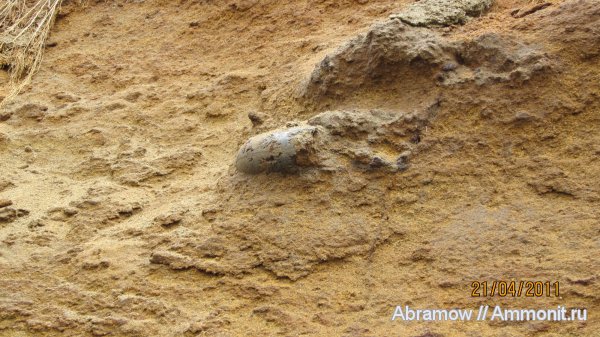 Laugeites, Глебово