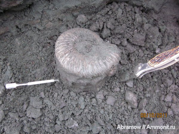 юра, Virgatites, Еганово, Jurassic