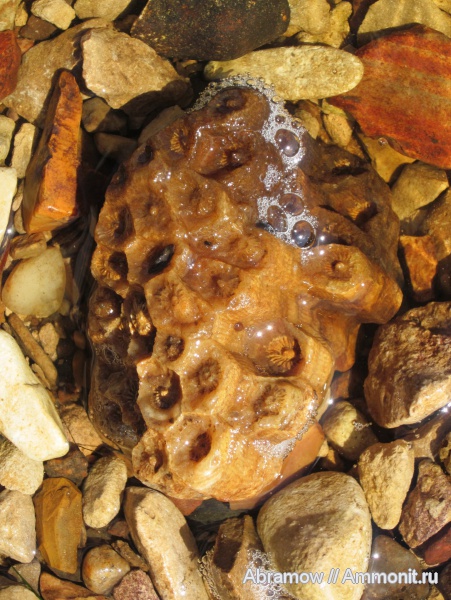 карбон, р. Мста