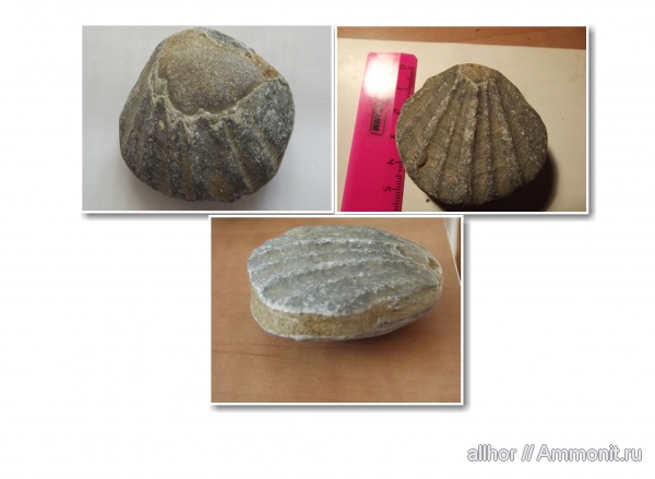 двустворчатые моллюски