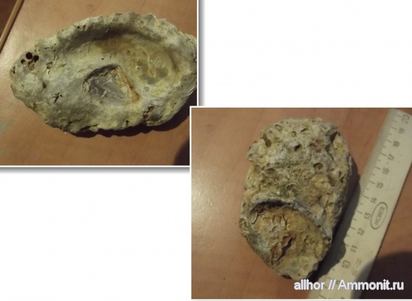 двустворки