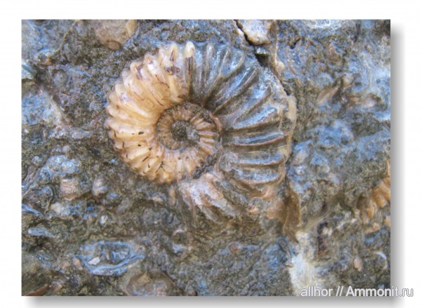 аммониты, Ammonites