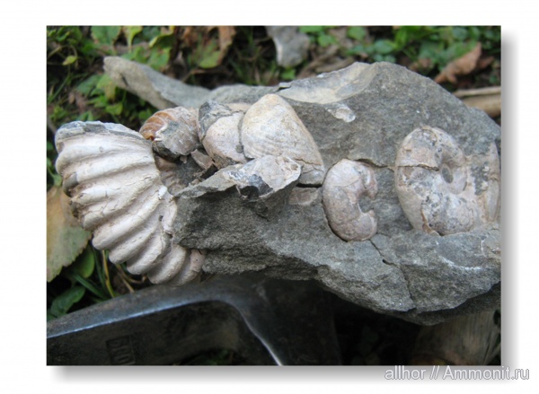 аммониты, Ammonites