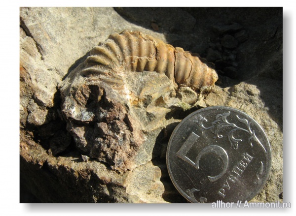гетероморфные аммониты, heteromorph ammonites