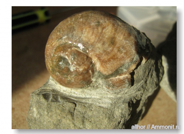 гастроподы, мел, Cretaceous