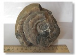 Lytoceras