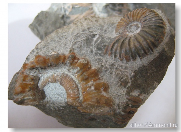 аммониты, Ammonites