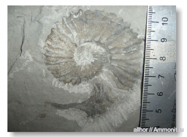 ушки, устье, Microconchs, lappets