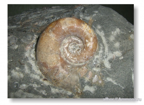 Eogaudryceras, Lytoceras