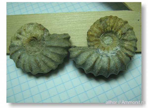 мел, Epicheloniceras, Cretaceous