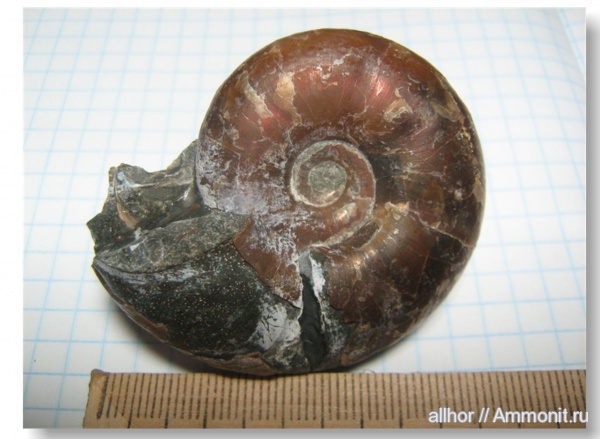 мел, Desmoceratidae, Cretaceous