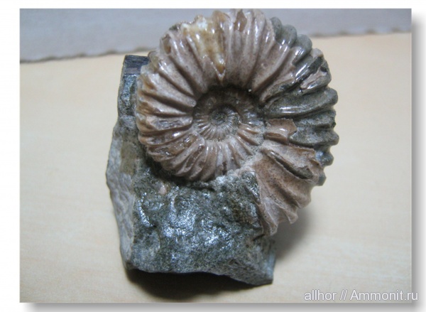 мел, Acanthohoplites, Cretaceous