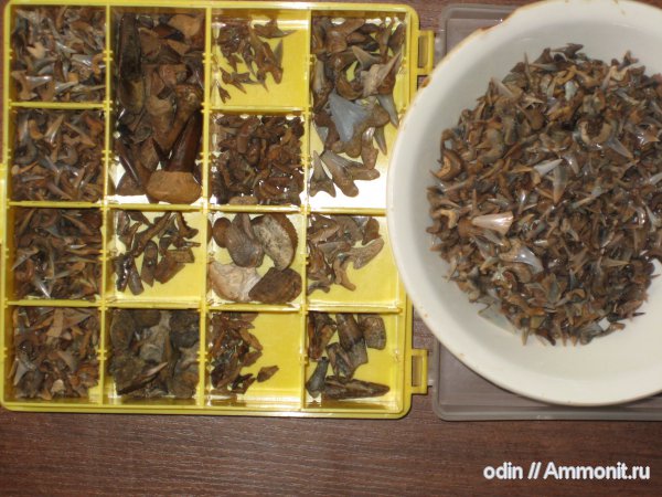 акулы, морские рептилии, скаты, sharks