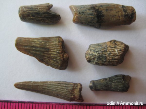 водные рептилии, плезиозавры, плиозавры, Plesiosaurus