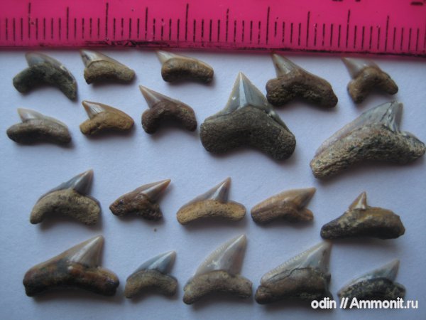 акулы, Palaeoanacorax, sharks