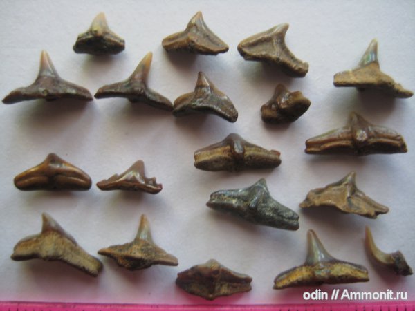 акулы, Cederstroemia, sharks