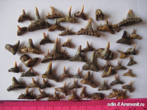 зубы акул, Paraorthacodus, Synechodus, Synechodontiformes, shark teeth