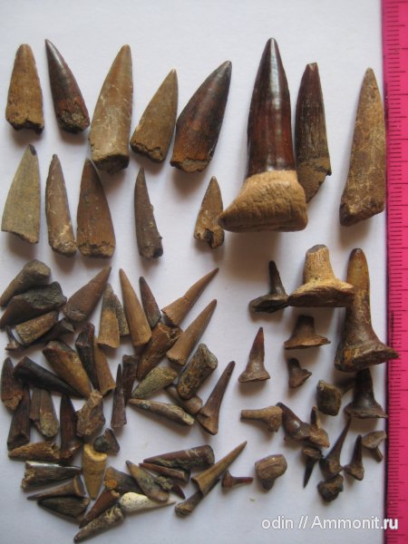 рептилии, рыбы, зубы, fish, teeth