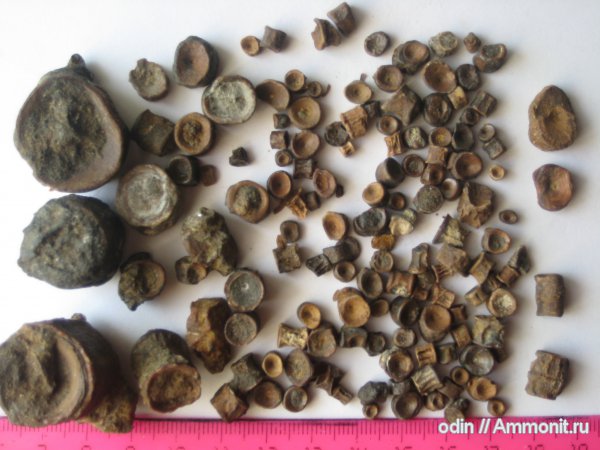 позвонки рыб