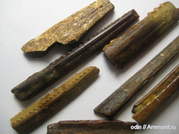 плавниковые шипы, челюсти рыб, ихтиодорулиты