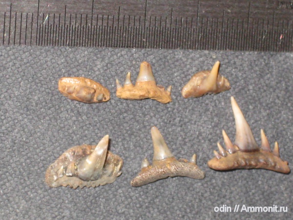 Synechodus, Synechodontiformes